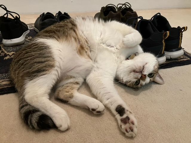 Jared Has Arrived Safely in the UK 🇬🇧❤️🐈