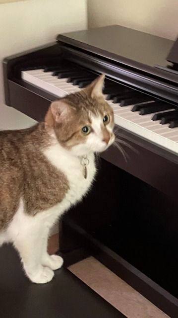 Jared Has Arrived Safely in the UK 🇬🇧❤️🐈