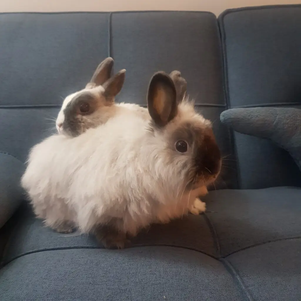 Mocha and Waffles, The Bunnies Have Arrived Safely in Columbus, Ohio