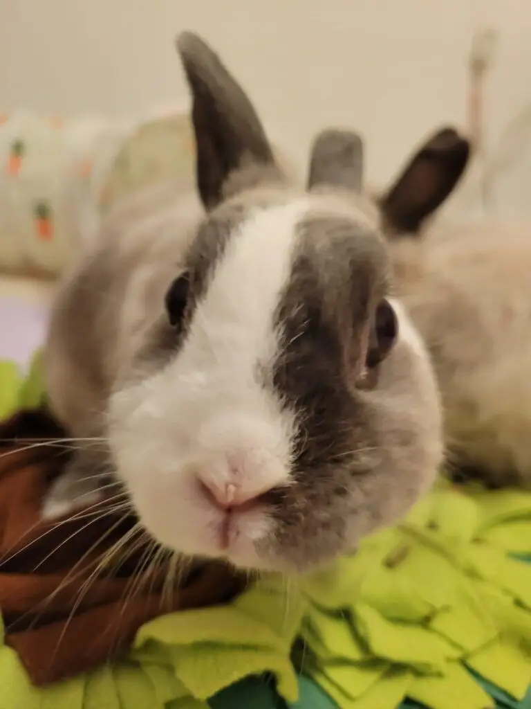 Mocha and Waffles, The Bunnies Have Arrived Safely in Columbus, Ohio