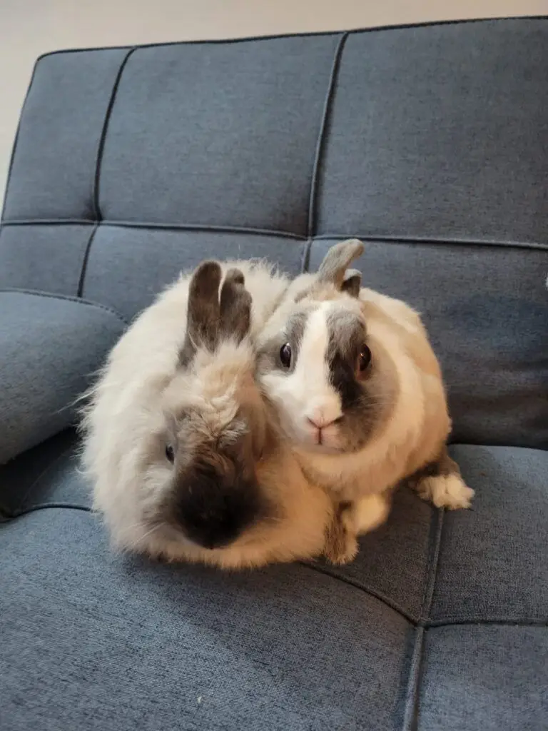 Mocha and Waffles, The Bunnies Have Arrived Safely in Columbus, Ohio