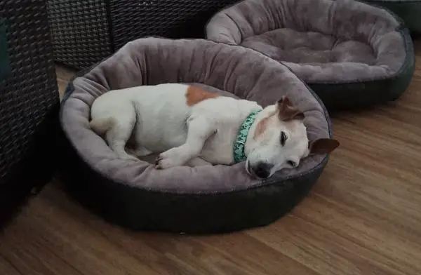 Mojo, Cleo, and Minnie are Safe and Sound in New Zealand 🐶❤️🇳🇿