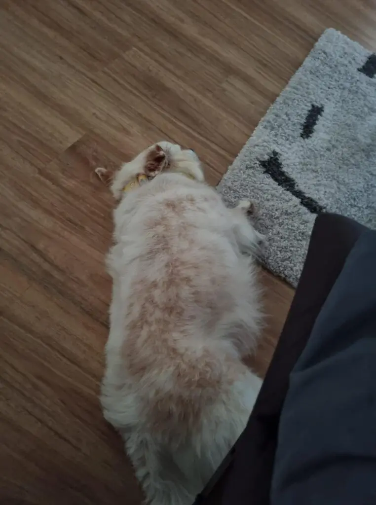 Mojo, Cleo, and Minnie are Safe and Sound in New Zealand 🐶❤️🇳🇿