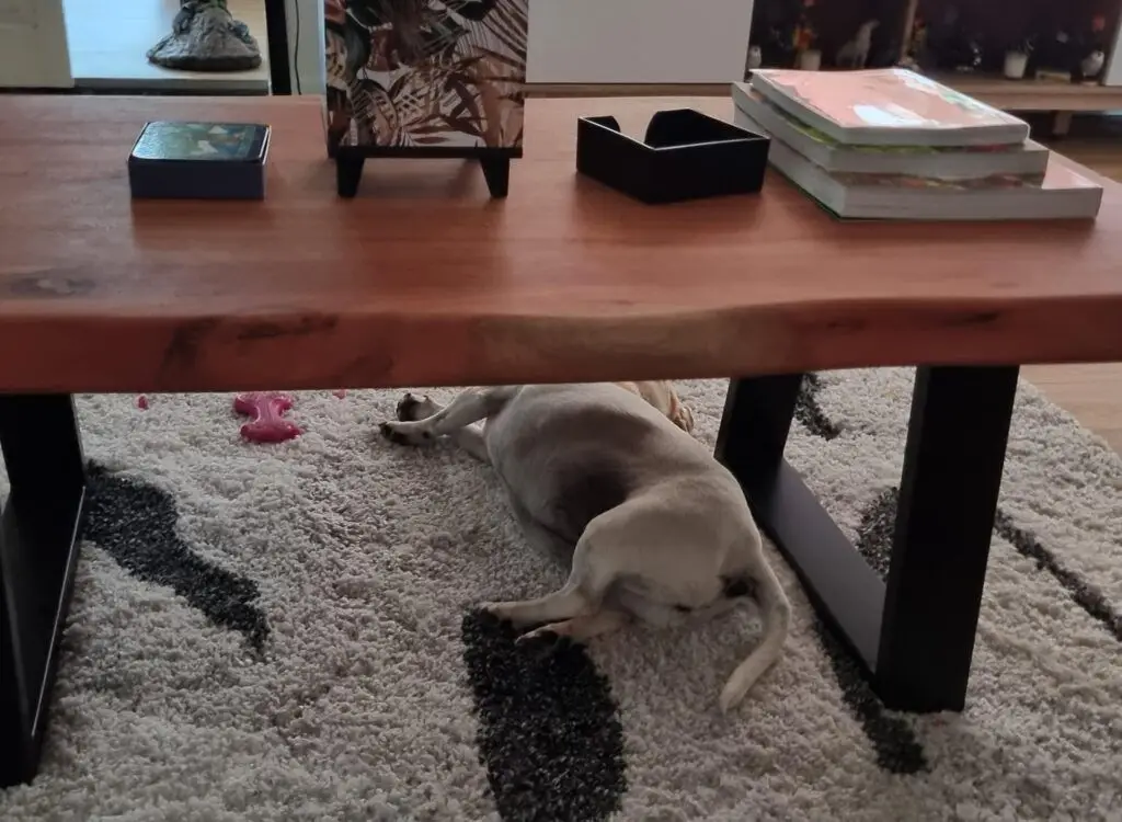 Mojo, Cleo, and Minnie are Safe and Sound in New Zealand 🐶❤️🇳🇿