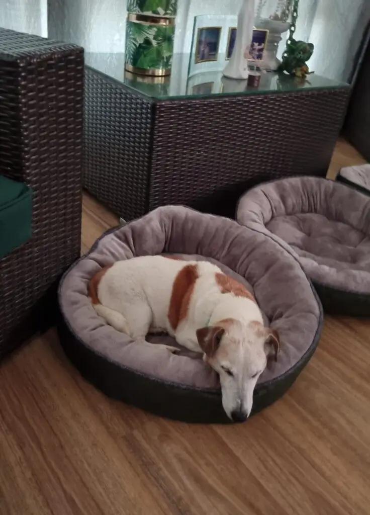 Mojo, Cleo, and Minnie are Safe and Sound in New Zealand 🐶❤️🇳🇿