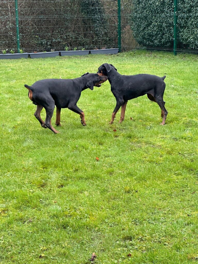 Nikita and Margaret Have Arrived Safely in Drogheda, Ireland Keringa-Petwings Pet Transport Testimonials