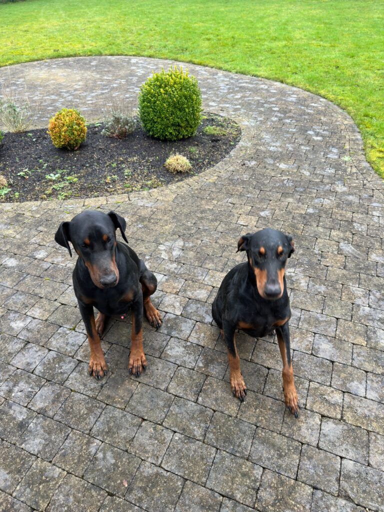 Nikita and Margaret Have Arrived Safely in Drogheda, Ireland Keringa-Petwings Pet Transport Testimonials
