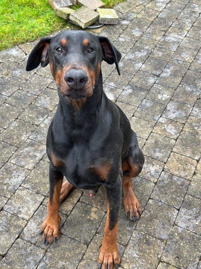 Nikita and Margaret Have Arrived Safely in Drogheda, Ireland Keringa-Petwings Pet Transport Testimonials