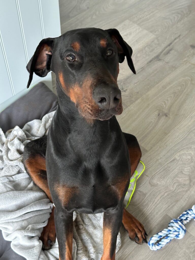 Nikita and Margaret Have Arrived Safely in Drogheda, Ireland Keringa-Petwings Pet Transport Testimonials