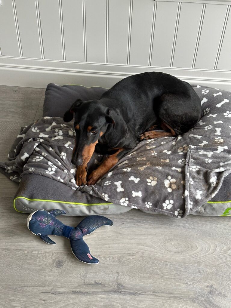 Nikita and Margaret Have Arrived Safely in Drogheda, Ireland Keringa-Petwings Pet Transport Testimonials