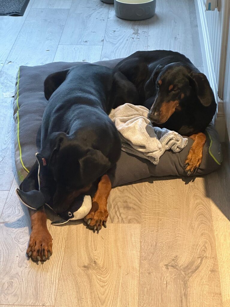 Nikita and Margaret Have Arrived Safely in Drogheda, Ireland Keringa-Petwings Pet Transport Testimonials