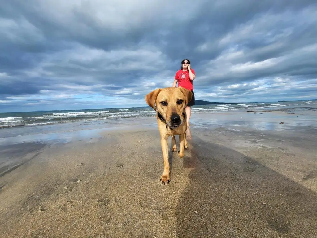 Oscar is Loving New Zealand 🐕❤️🇳🇿