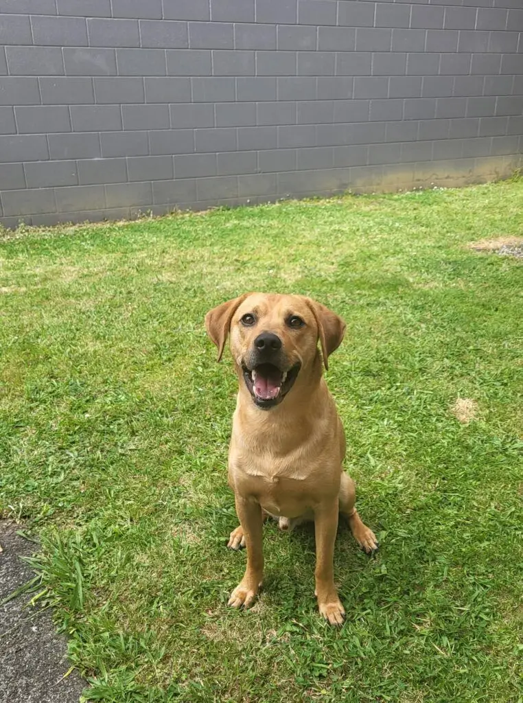 Oscar is Loving New Zealand 🐕❤️🇳🇿