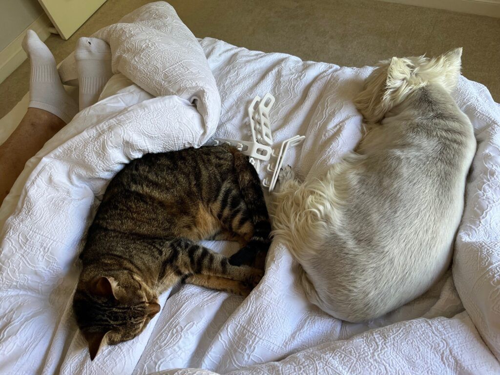 South Africa to Australia - Milly and Sophie Are Safely Home Keringa-Petwings Pet Transport Testimonials