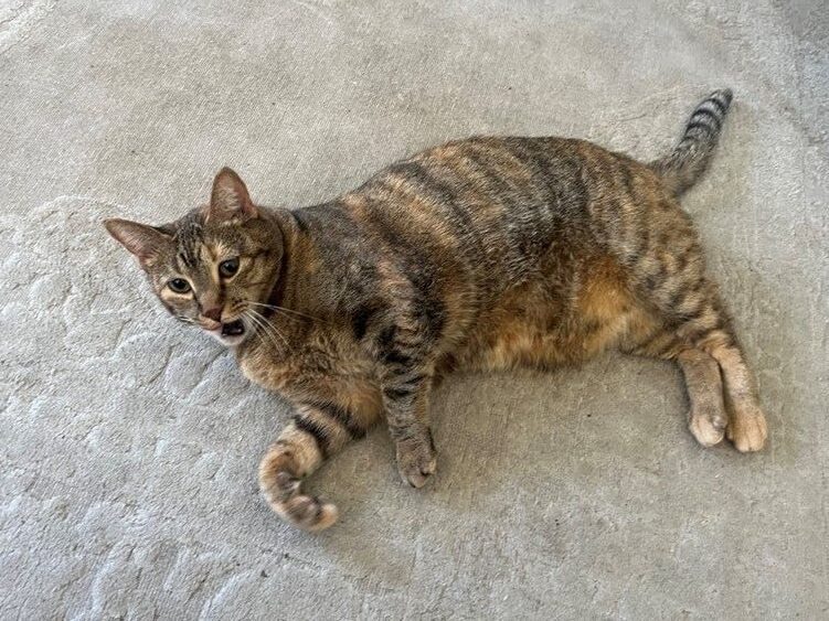 Alba Has Arrived Safely in the UK 🐈❤️🇬🇧