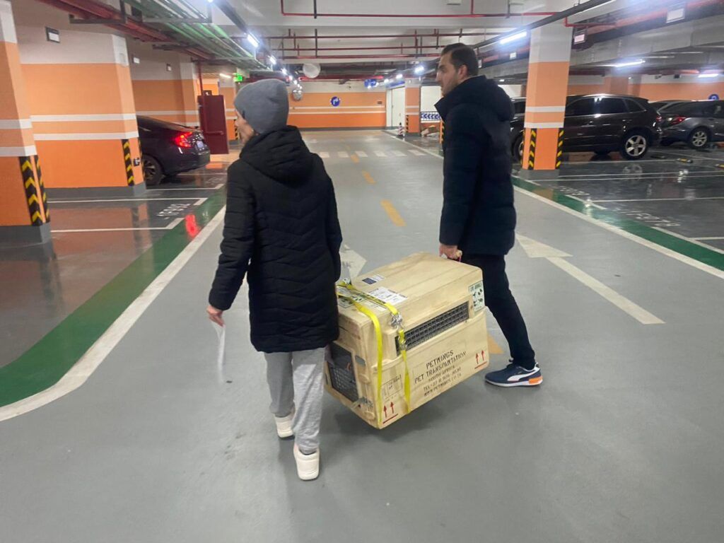 Apricat Has Arrived Safely in China 🇨🇳🐈❤️