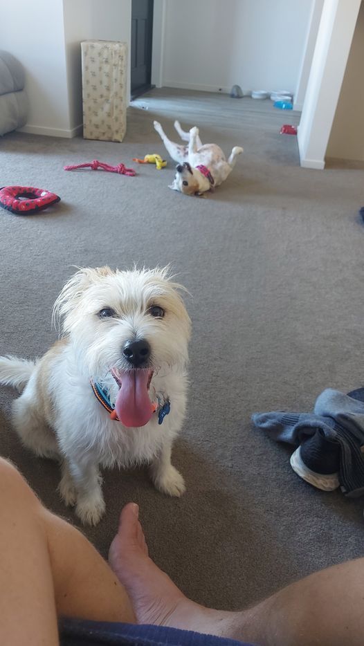 New Zealand Pet Transport Testimonial: Colin and Ruby are reunited with their people 🐶❤️🇳🇿