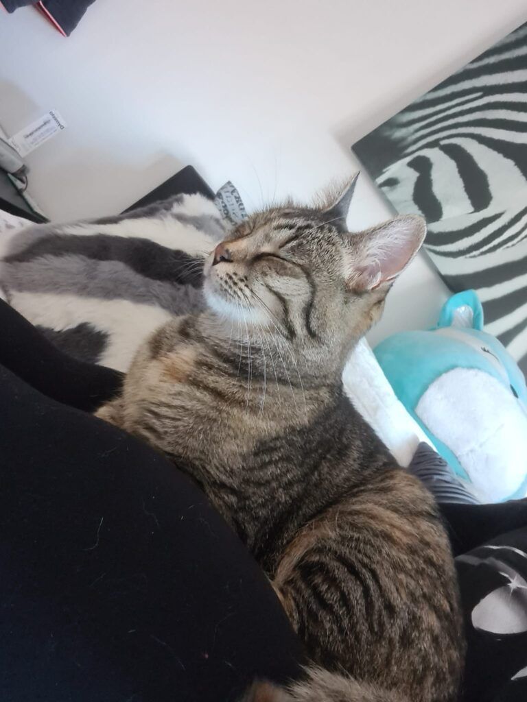 Ella is Safe and Sound in the UK 🐈❤️ 🇬🇧