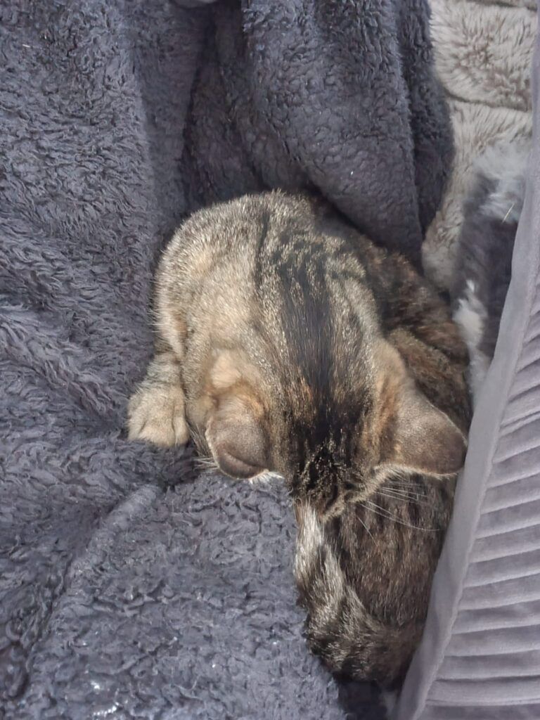 Ella is Safe and Sound in the UK 🐈❤️ 🇬🇧