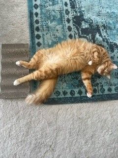 Jeffrey has Arrived Safely in New Zealand