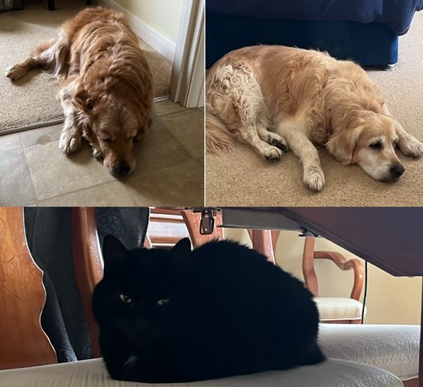 Molly, Georgie, and Shadow Have Arrived Safely in the UK