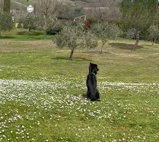 Nova and Ripley Have Arrived Safely in Italy