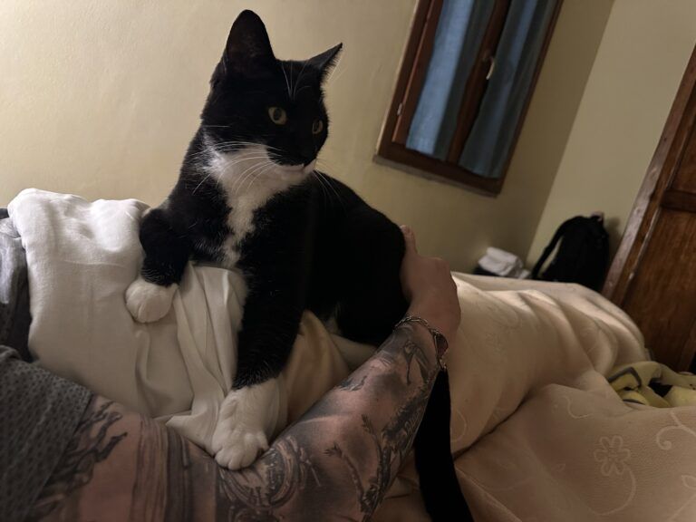 Nova and Ripley Have Arrived Safely in Italy