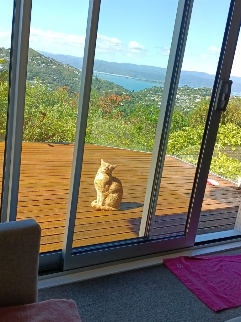 Patat and Wollie Have Joined Their Family in New Zealand