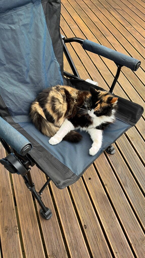 Patat and Wollie Have Joined Their Family in New Zealand