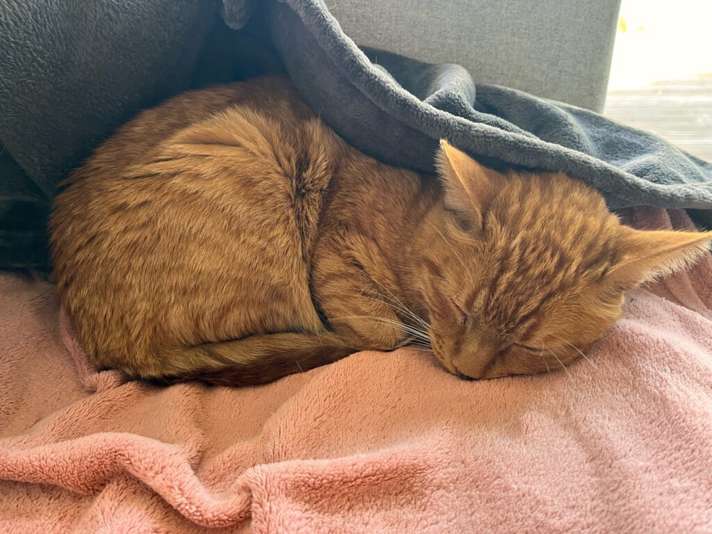 Patat and Wollie Have Joined Their Family in New Zealand