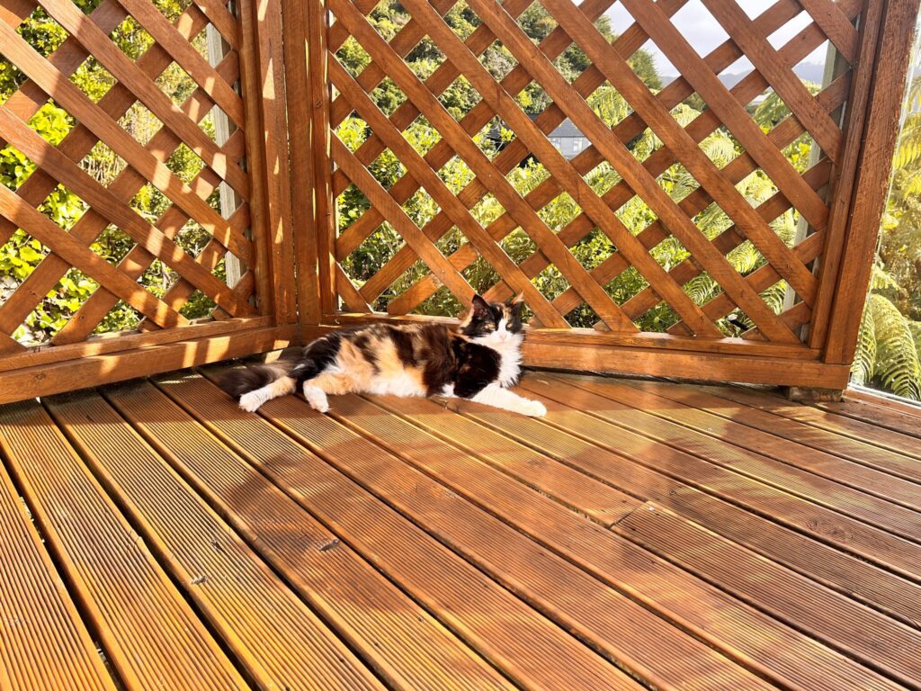 Patat and Wollie Have Joined Their Family in New Zealand