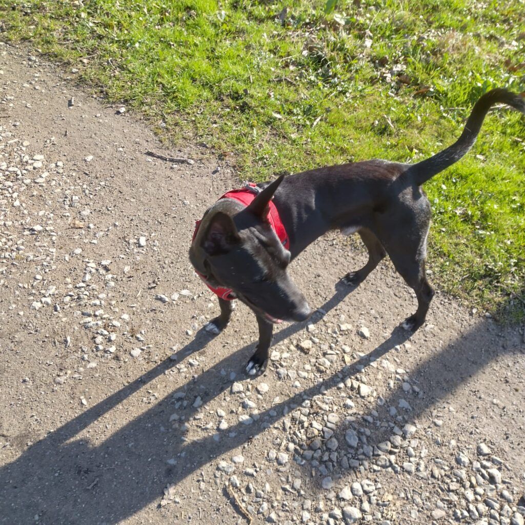 Rango Has Arrived Safely in Germany 🐶❤️🇩🇪