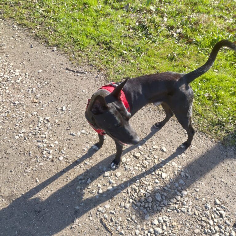 Rango Has Arrived Safely in Germany 🐶❤️🇩🇪