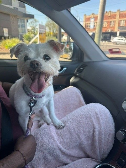 Sofia Has Joined Her Family in Australia 🐶❤️🇦🇺