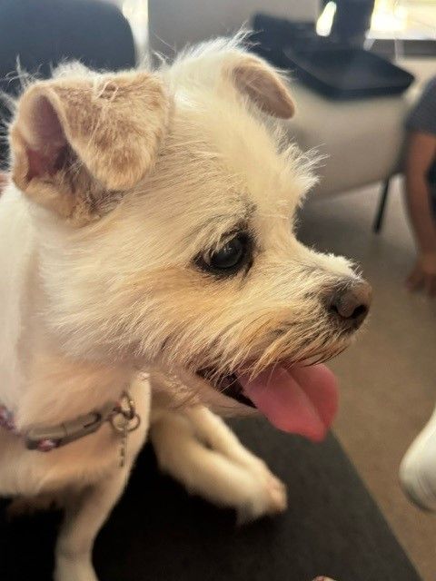 Sofia Has Joined Her Family in Australia 🐶❤️🇦🇺