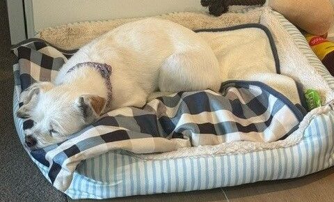 Sofia Has Joined Her Family in Australia 🐶❤️🇦🇺