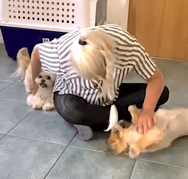 Tipsy and Tofu Have Arrived Safely in New Zealand 🐶❤️🇳🇿