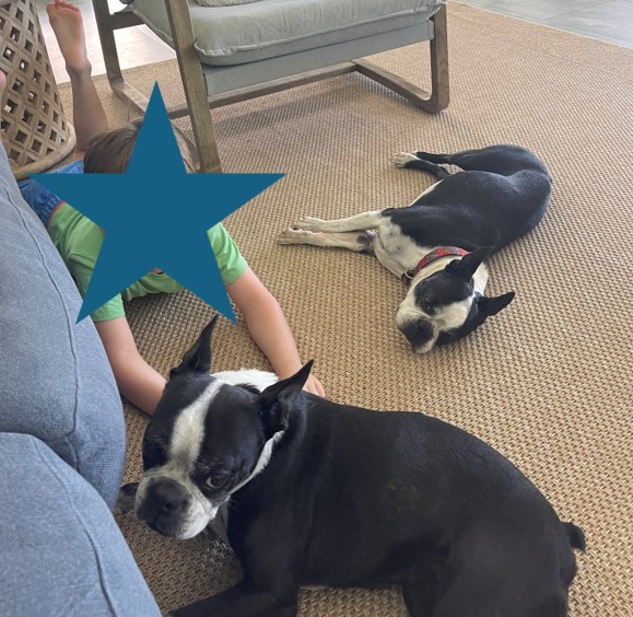 Bronx and Bella Have Landed in Cairns, Australia 🐕❤️🇦🇺