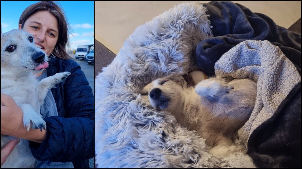 UK Pet Transport Testimonial: Bukkie has arrived safely 🐕❤️🇬🇧