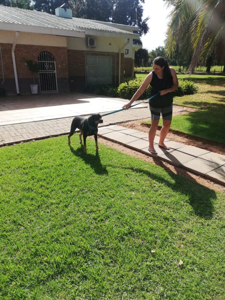 Petwheels: From Johannesburg to Hartswater and Back in One Day 🐈🐇🚐🐕🦜