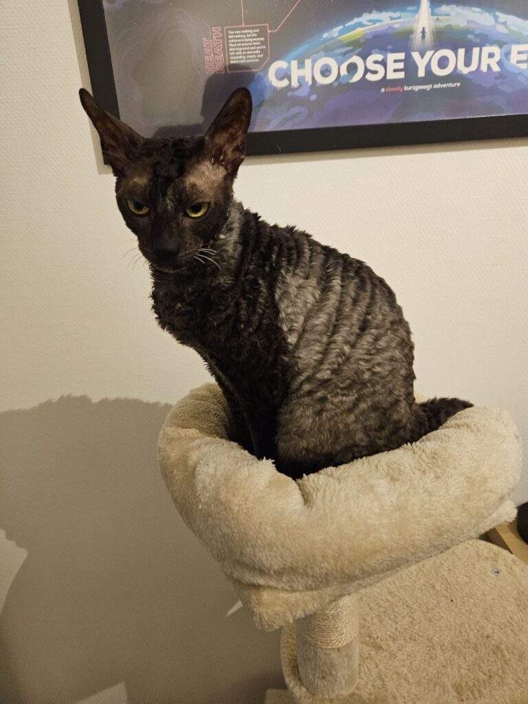 From the Netherlands to South Africa: Bagira and Violetta ❤��🐈🇿🇦