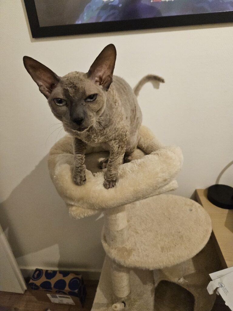 From the Netherlands to South Africa: Bagira and Violetta ❤️🐈🇿🇦