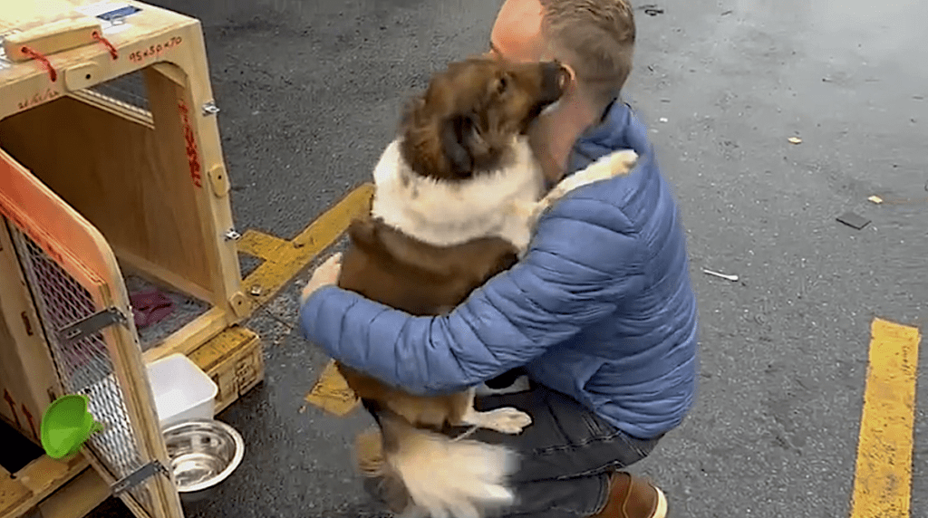 Pet Transport Testimonial: That special, wonderous moment when your dad opens your travel container - Gustav, Louis, and Chichi have arrived safely in Ireland 🐕❤️🇮🇪