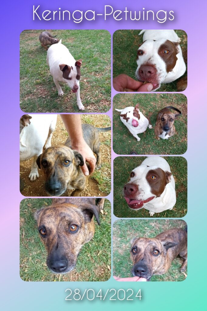 Happy Pets – Happy Parents Meet Lola and Coco on Holiday at Keringa-Petwings and Loving Their Fabulous Forest Log Cabins Pet Boarding Testimonials 1