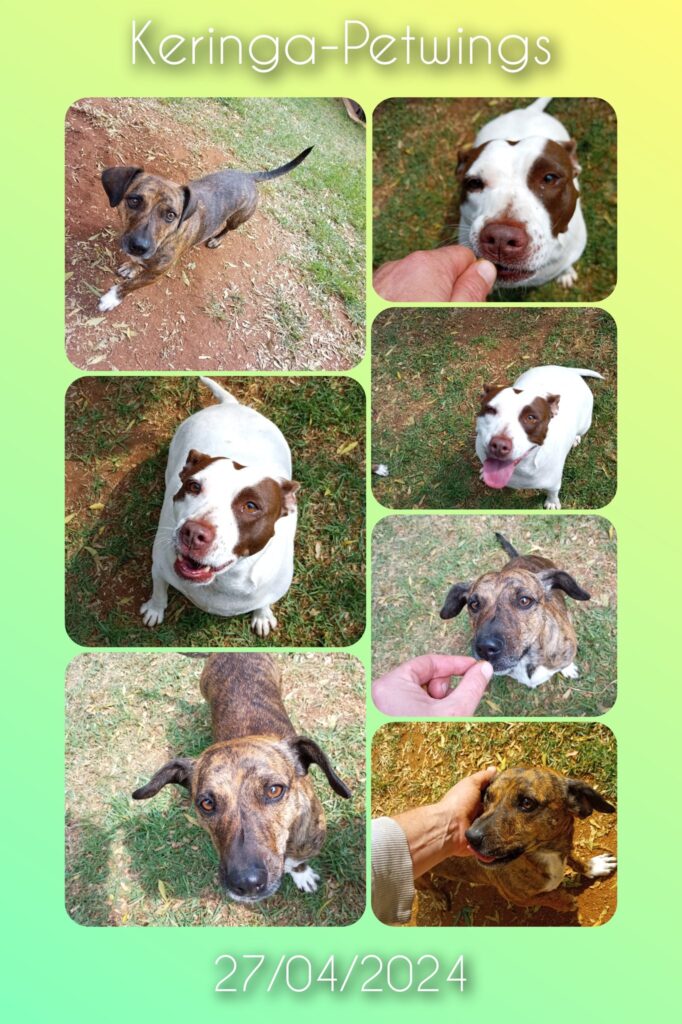 Happy Pets – Happy Parents Meet Lola and Coco on Holiday at Keringa-Petwings and Loving Their Fabulous Forest Log Cabins Pet Boarding Testimonials 2