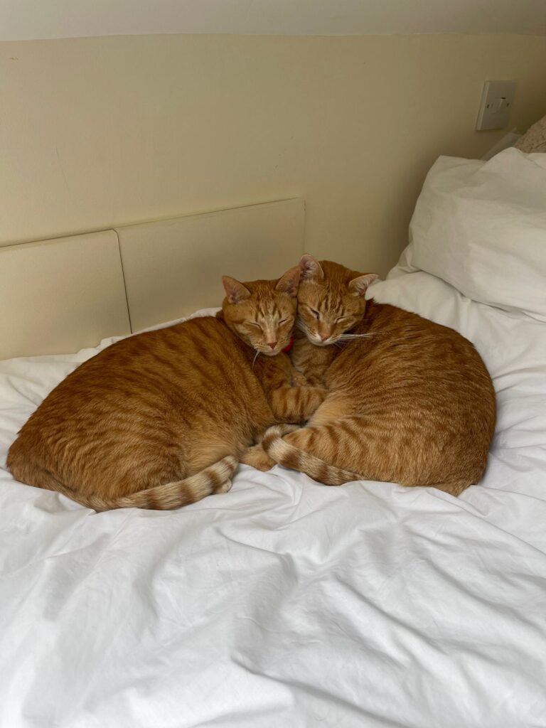 Kim, Kai, and Lady Grey are Safe and Sound in London, UK 🐈❤️🇬🇧