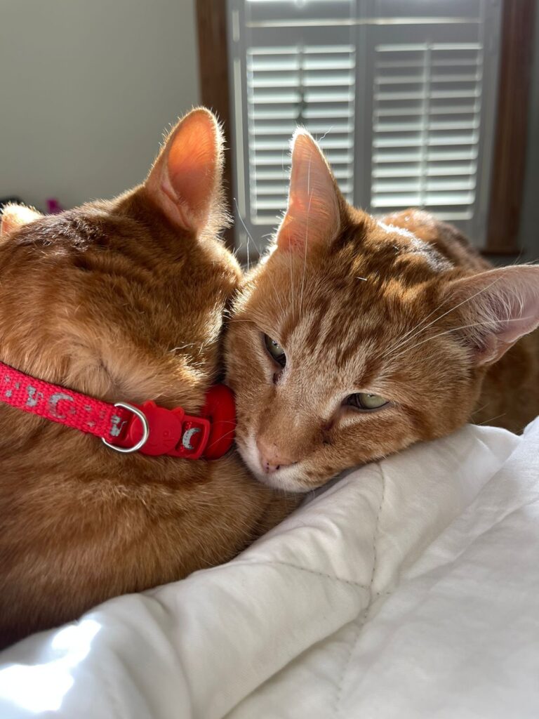 Kim, Kai, and Lady Grey are Safe and Sound in London, UK 🐈❤️🇬🇧