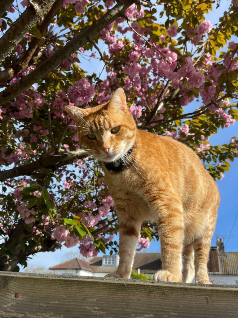 Kim, Kai, and Lady Grey are Safe and Sound in London, UK 🐈❤️🇬🇧