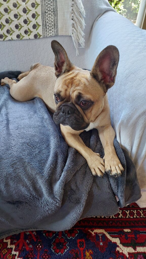 Liefling Has Completed His New Zealand Quarantine and Joined His Family in Their New Home