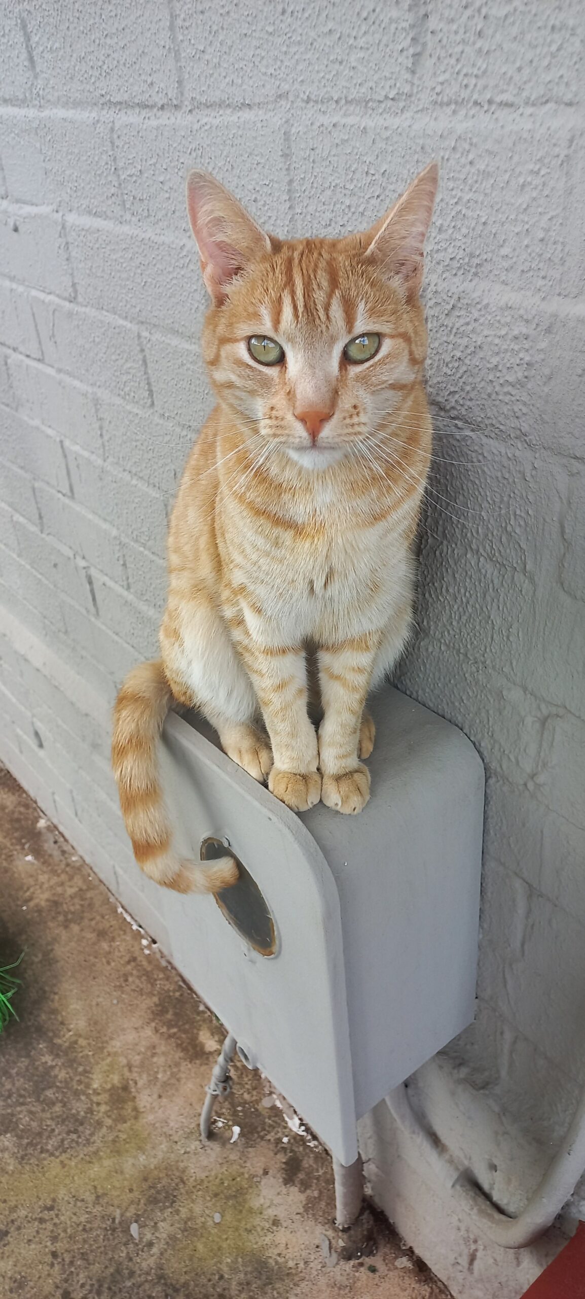 Lincoln and Lucy are Safe And Sound in Cape Town 🇿🇦❤️🐈